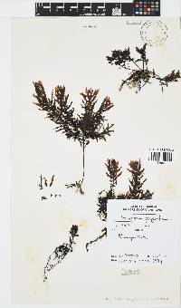 Sargassum polycystum image