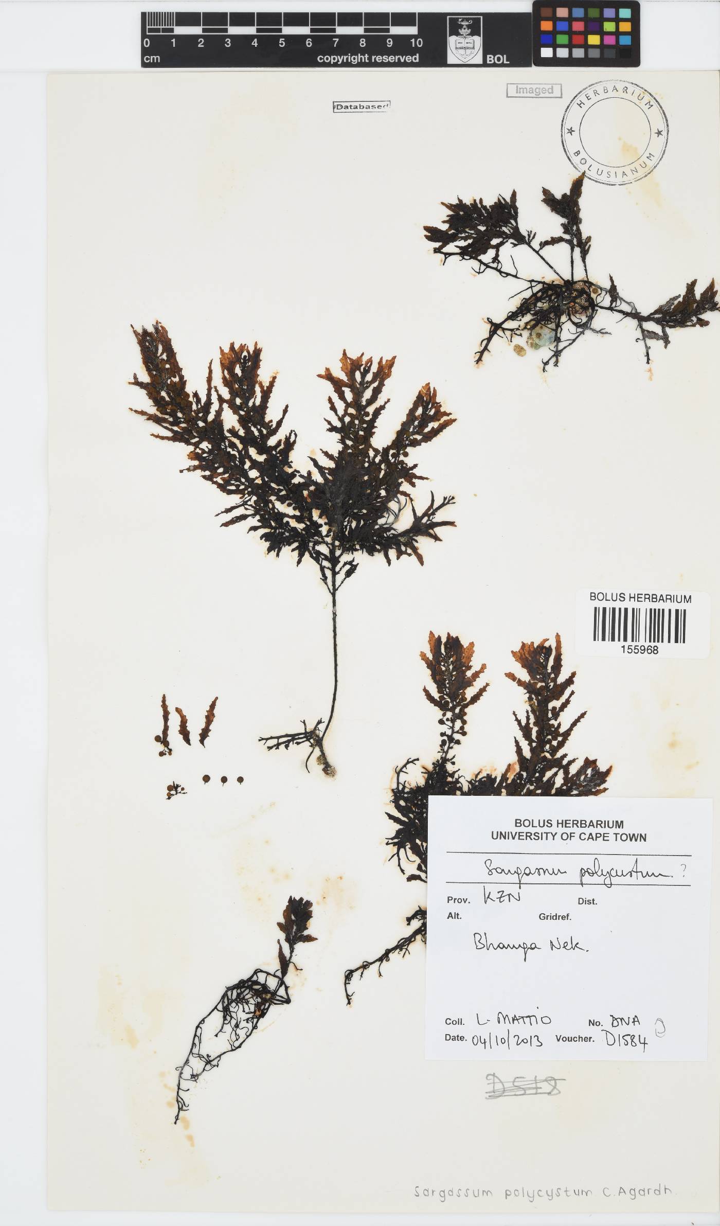 Sargassum polycystum image
