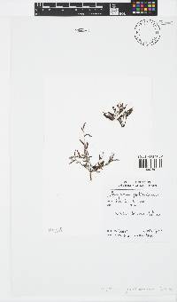 Sargassum portierianum image