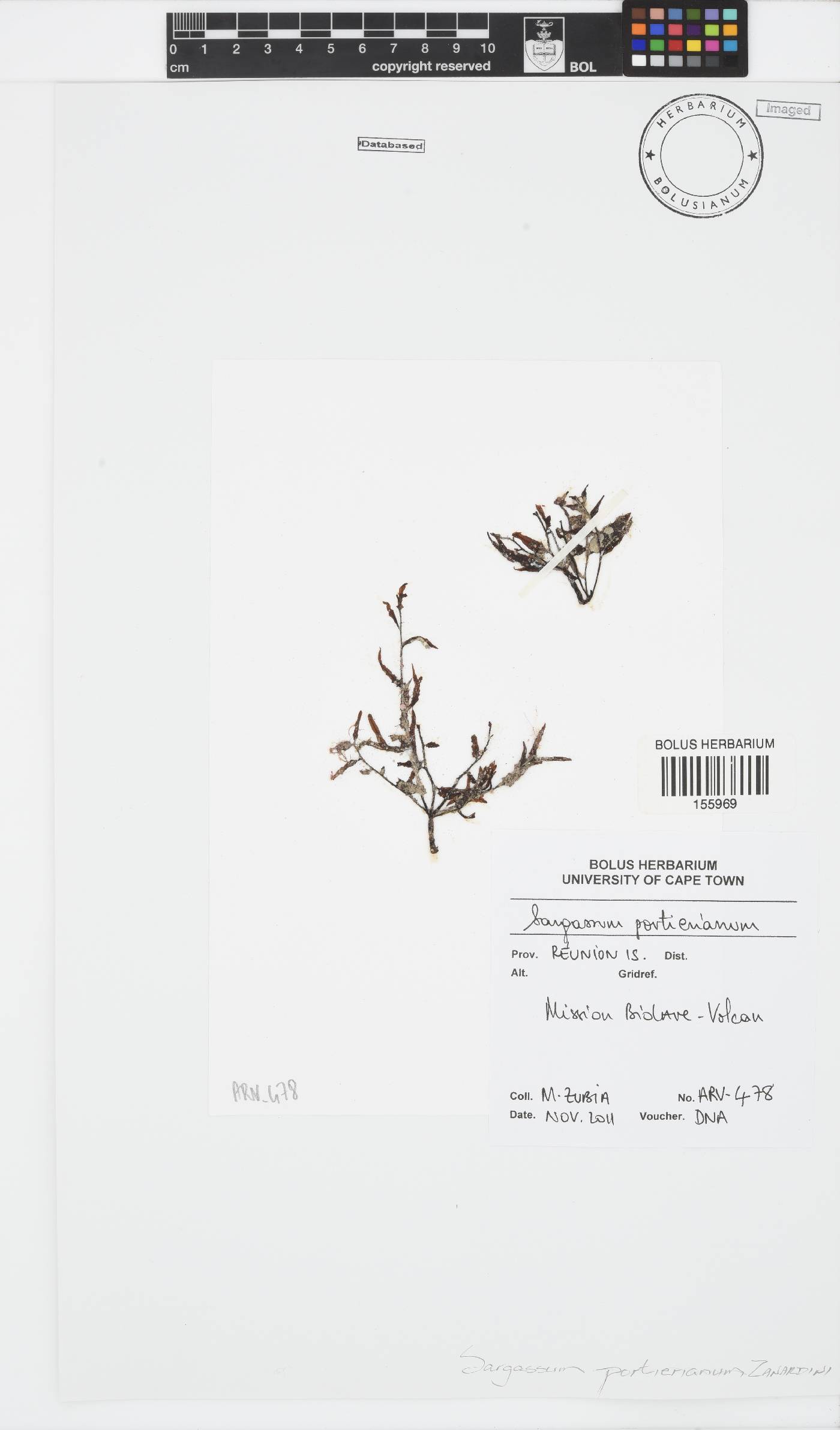 Sargassum portierianum image