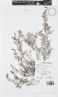 Image of Sirophysalis trinodis