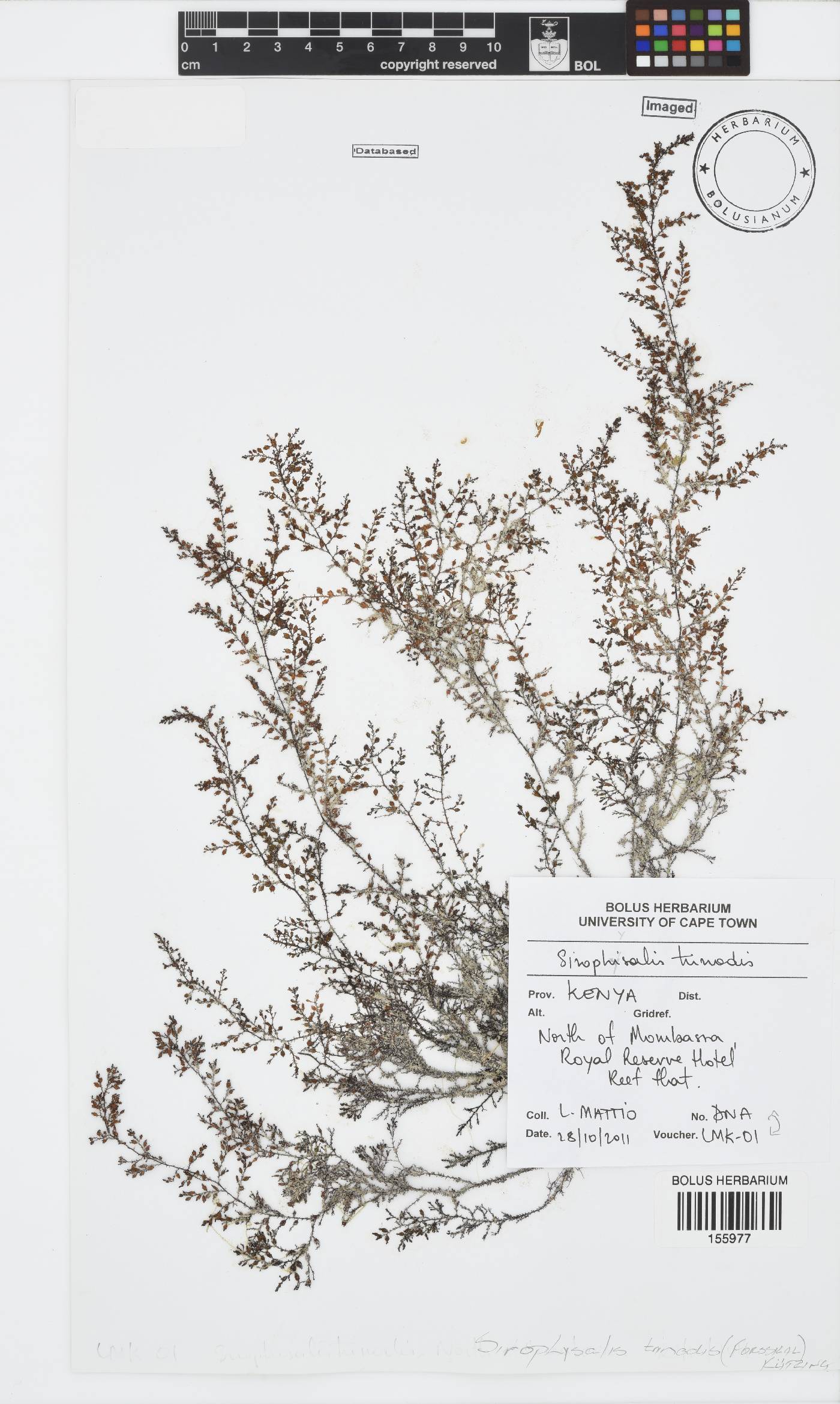 Sirophysalis trinodis image