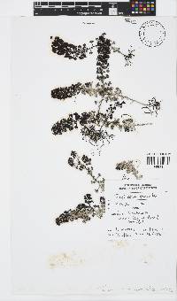 Image of Turbinaria conoides