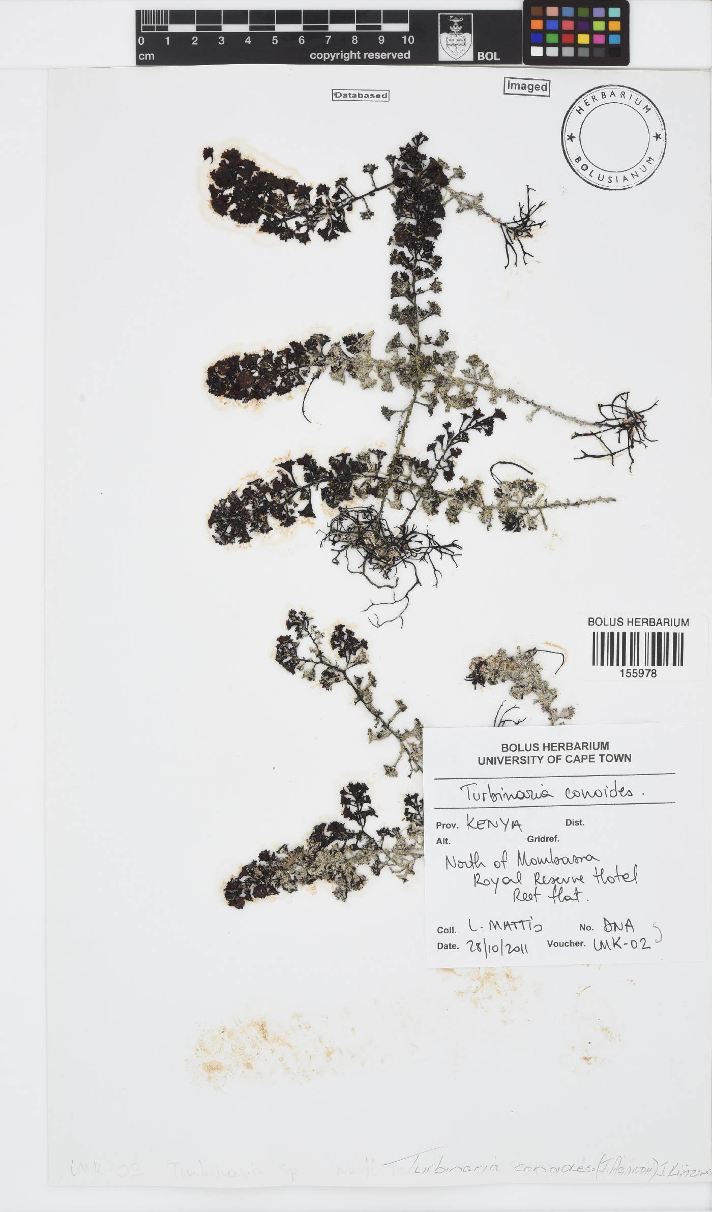 Turbinaria conoides image