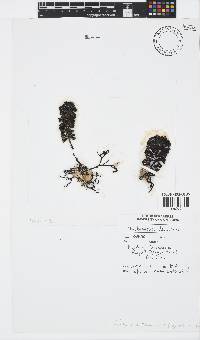 Turbinaria decurrens image
