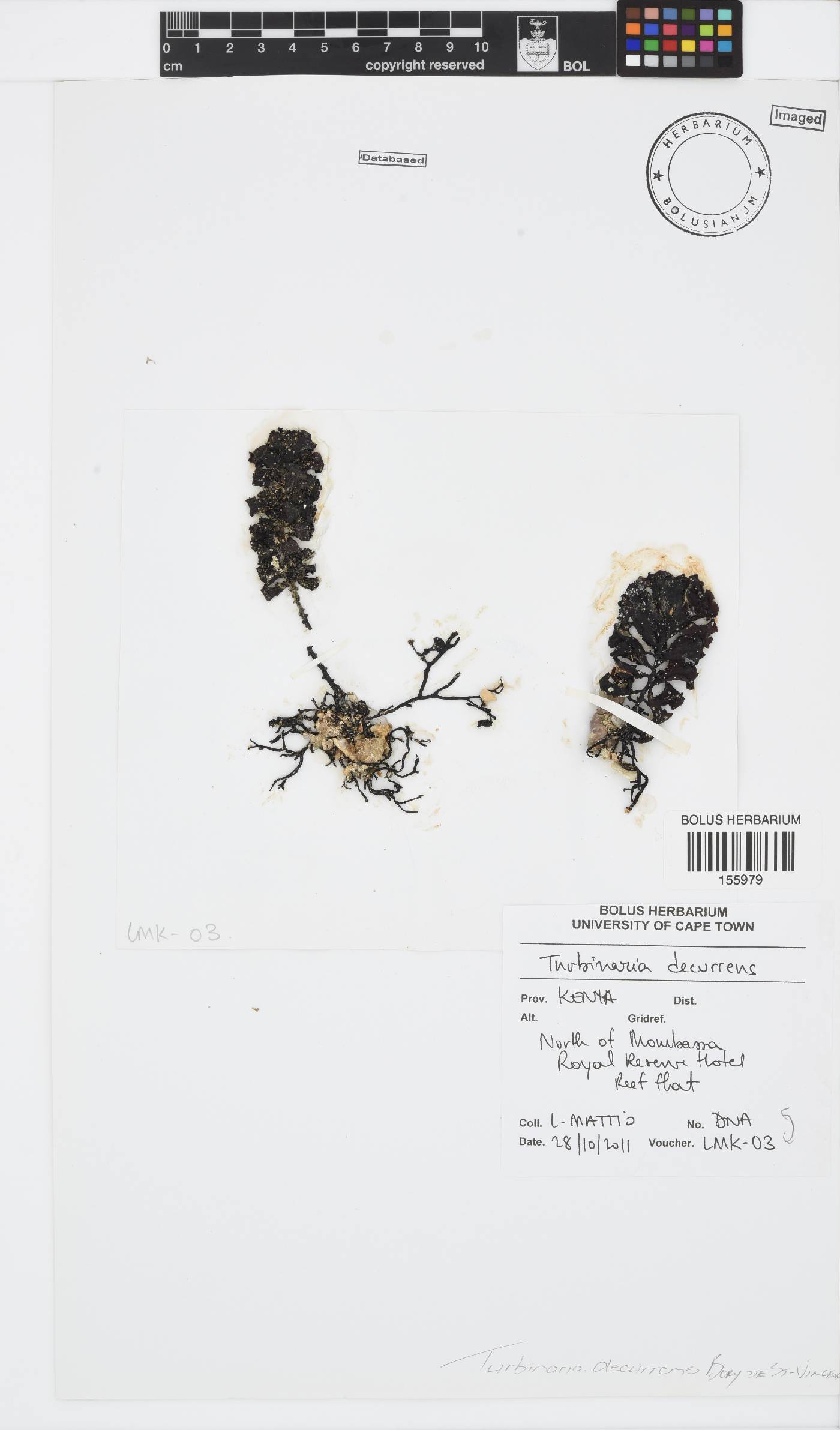 Turbinaria decurrens image