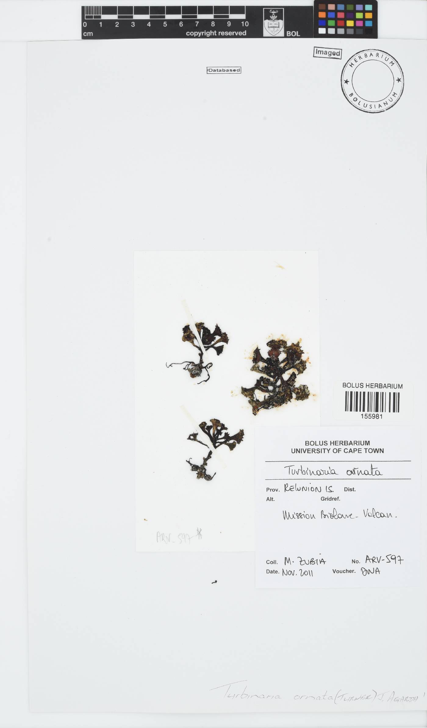 Turbinaria ornata image