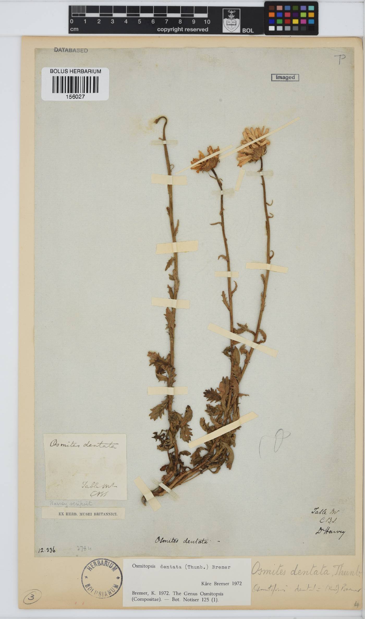 Osmitopsis dentata image