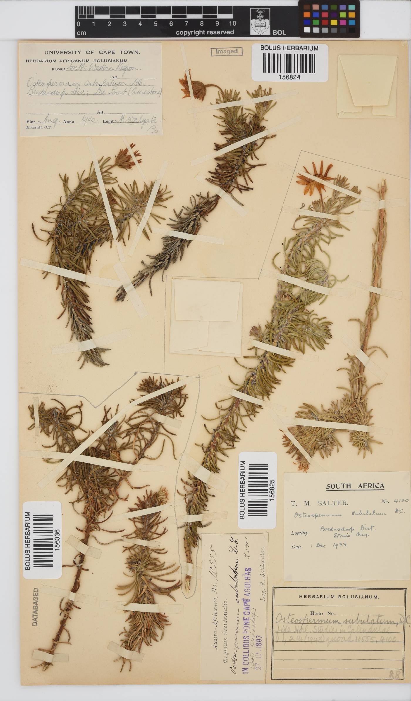 Osteospermum subulatum image