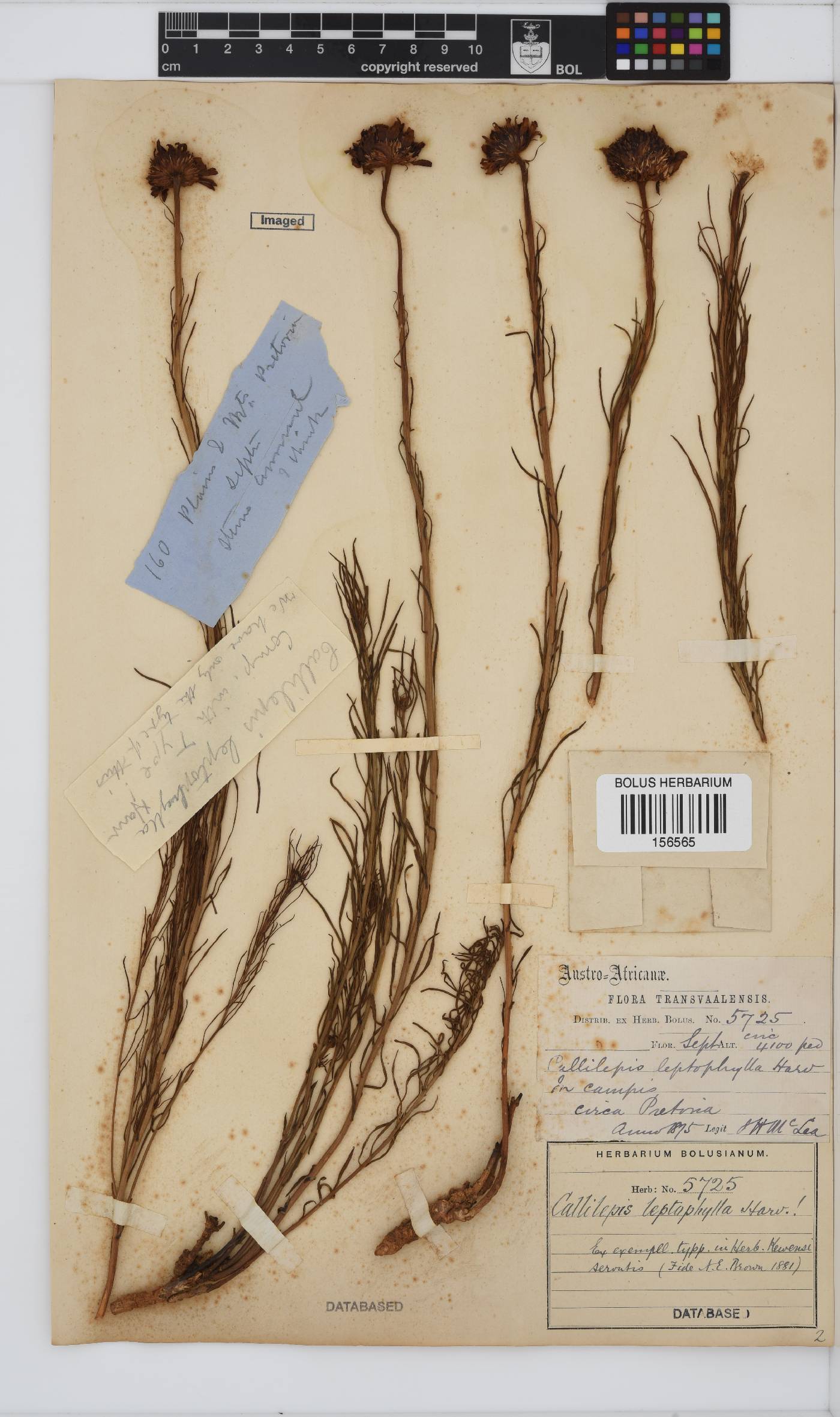 Callilepis leptophylla image