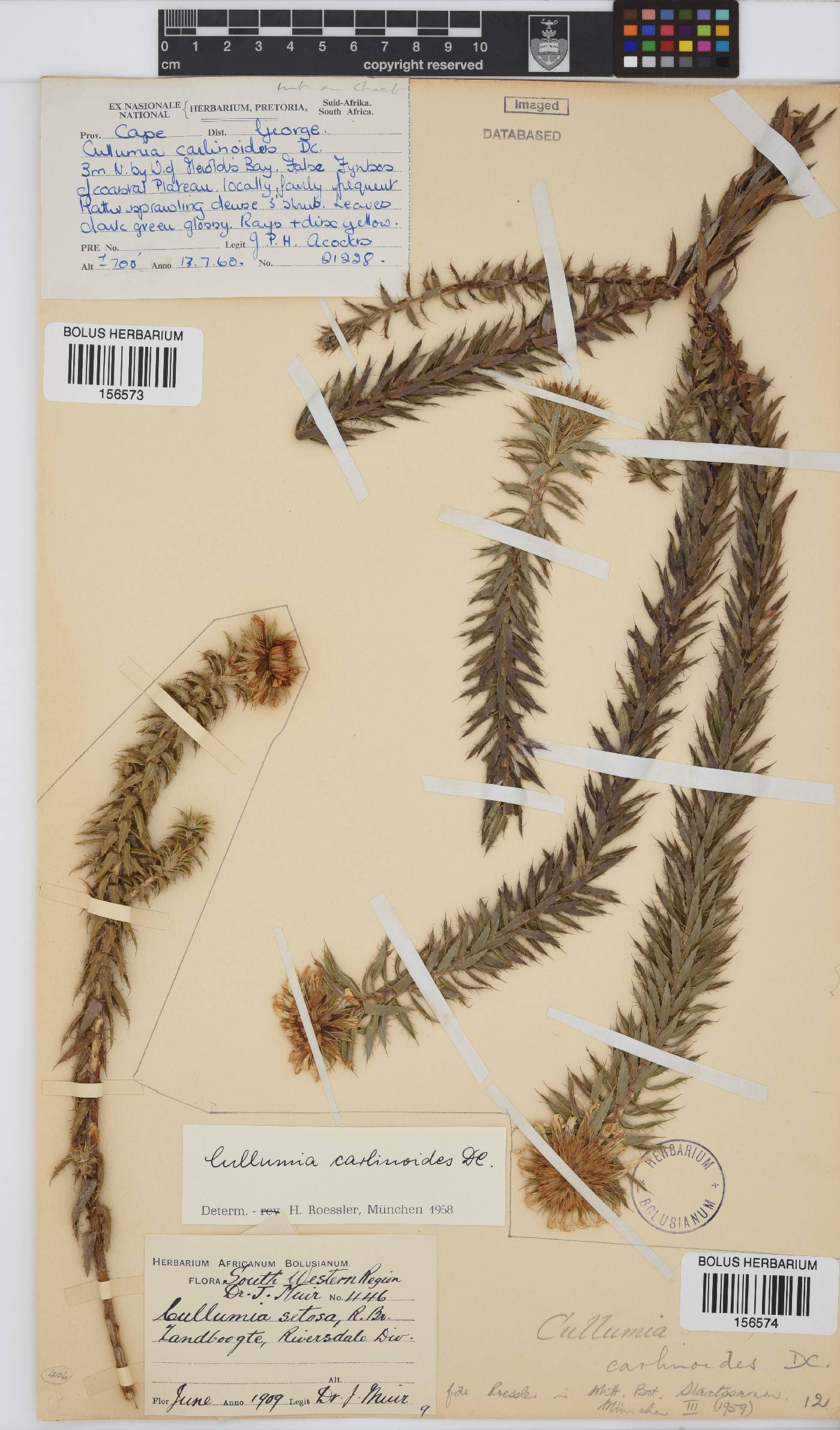 Cullumia carlinoides image