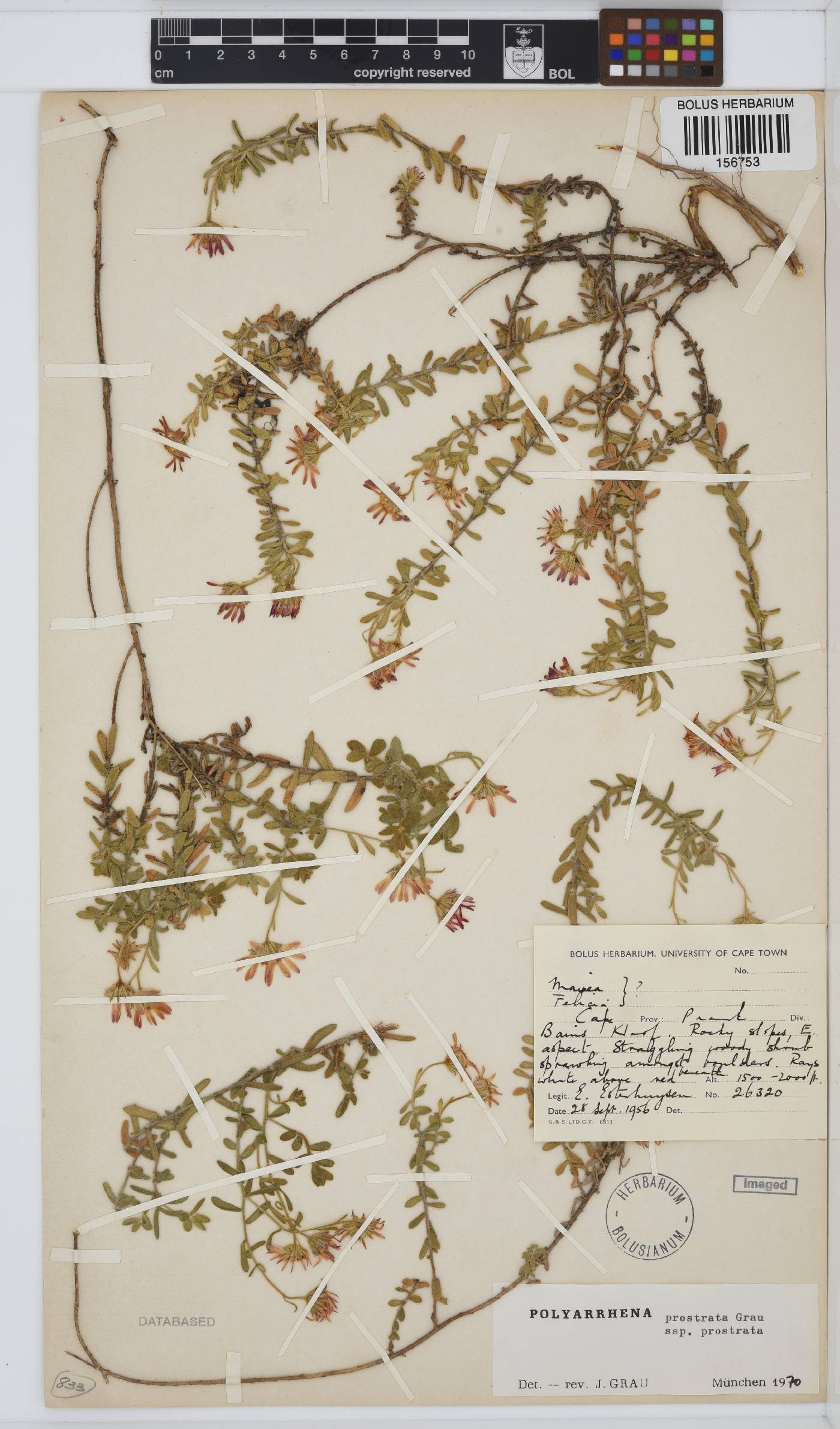 Polyarrhena prostrata subsp. prostrata image