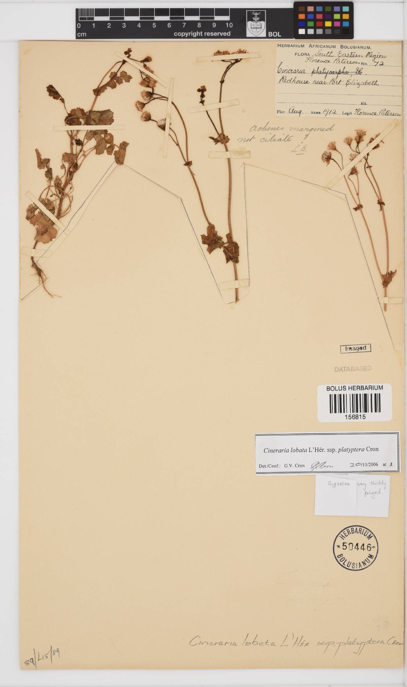 Cineraria lobata subsp. platyptera image