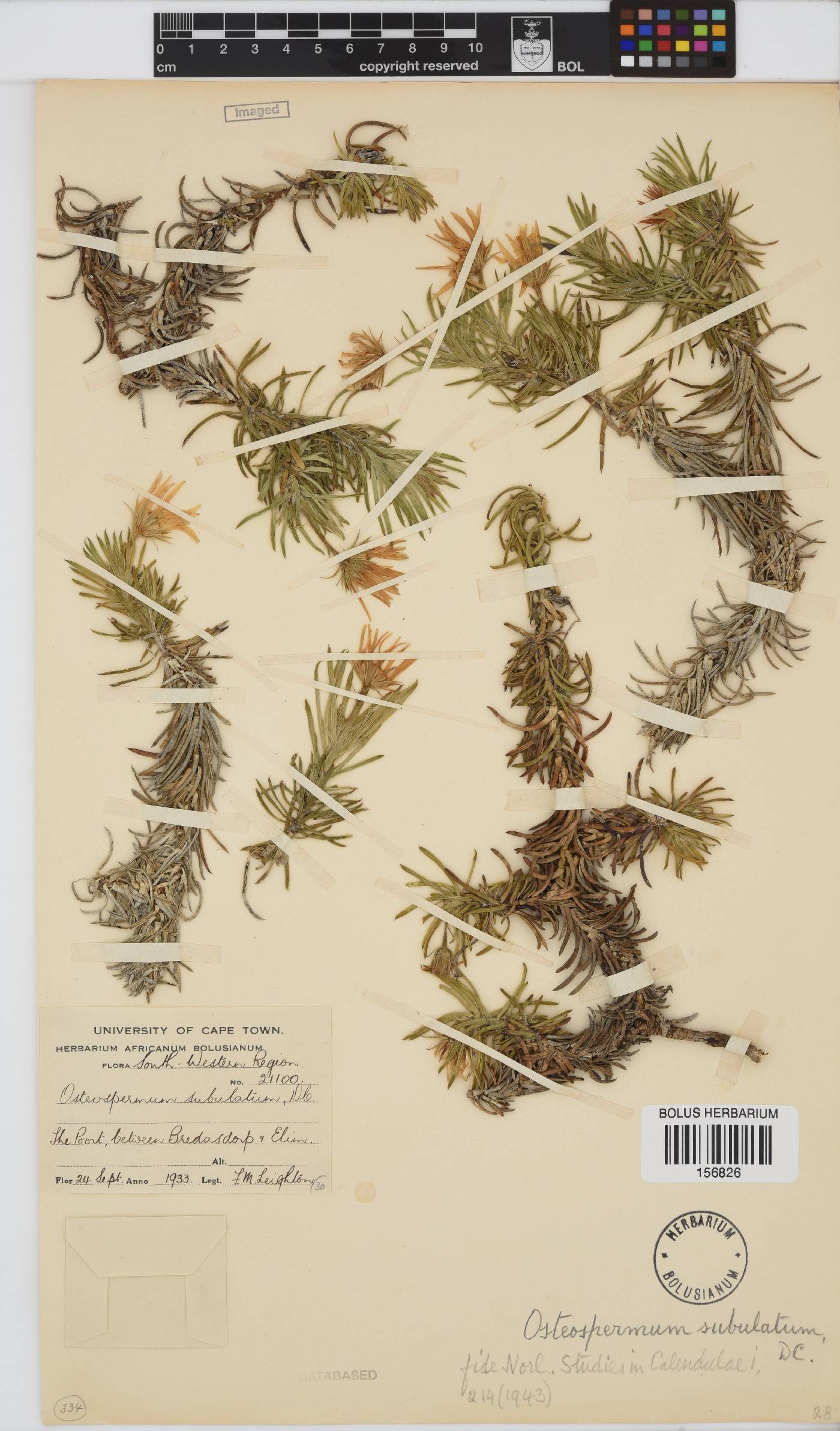 Osteospermum subulatum image