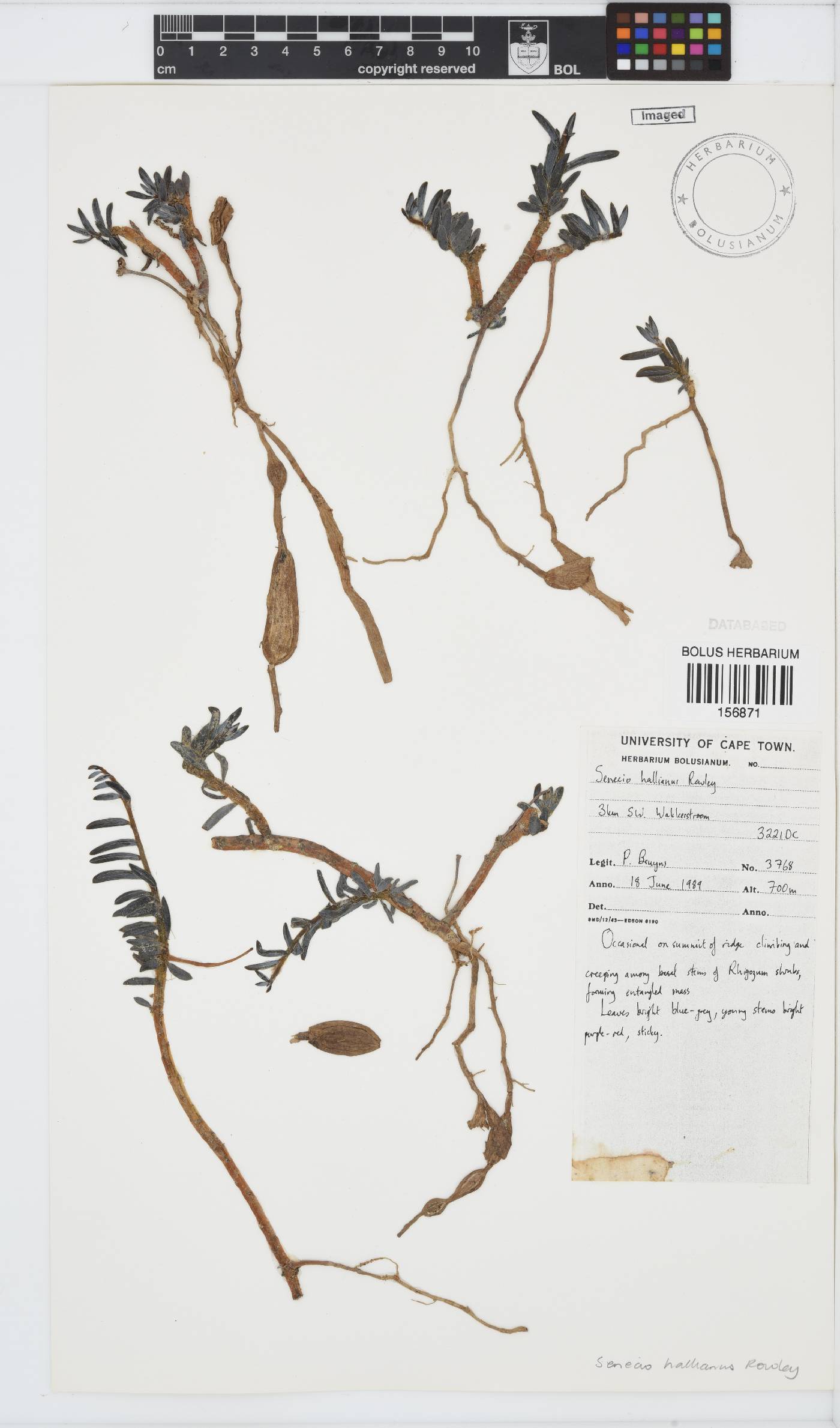 Curio hallianus image