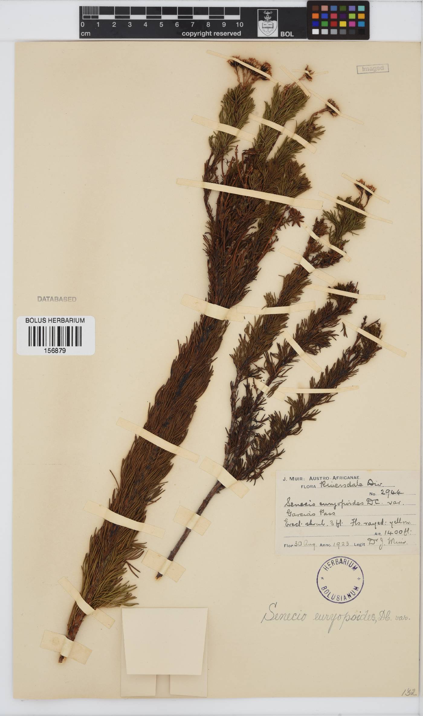 Senecio euryopoides image