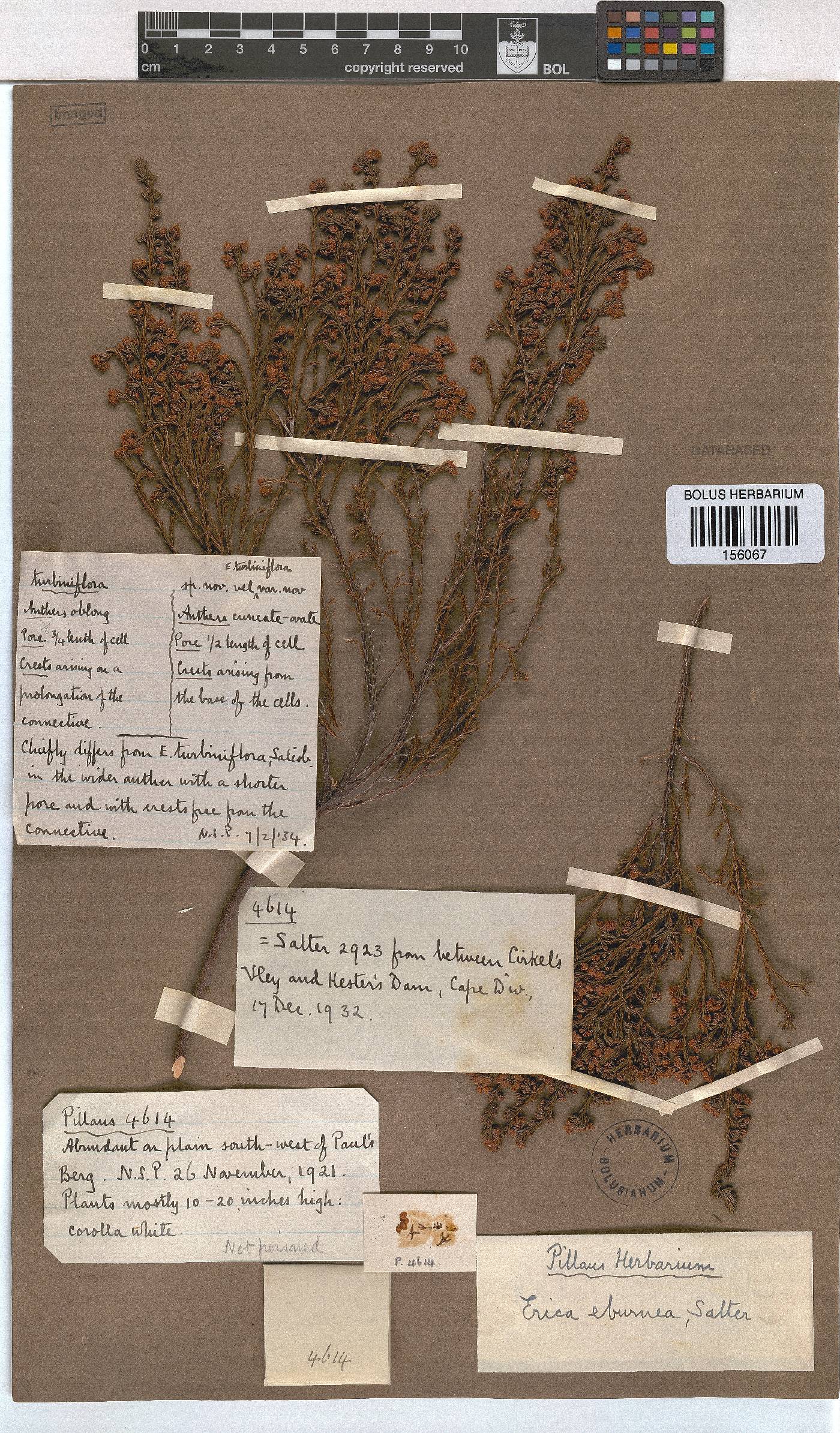 Erica eburnea image
