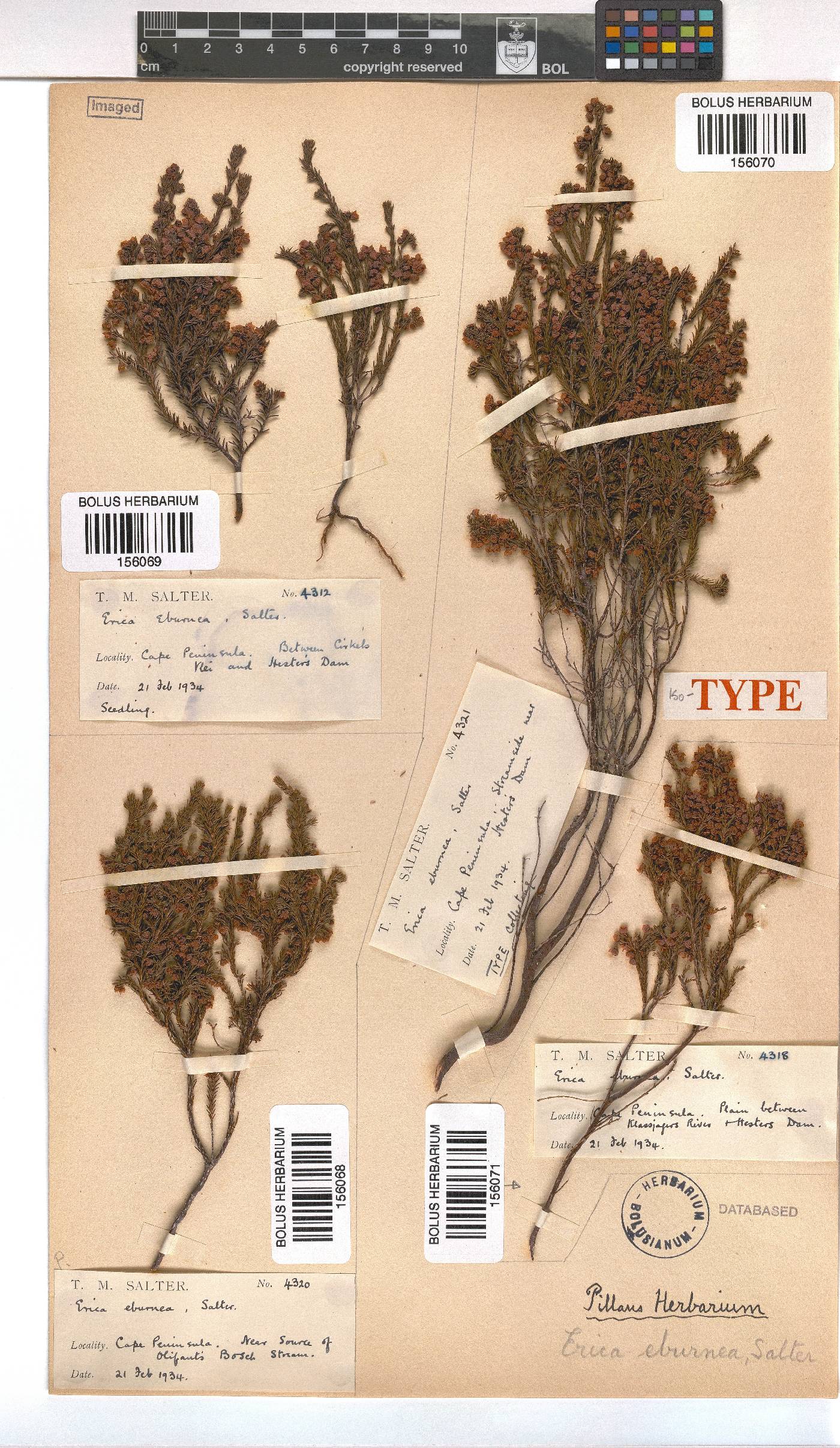 Erica eburnea image