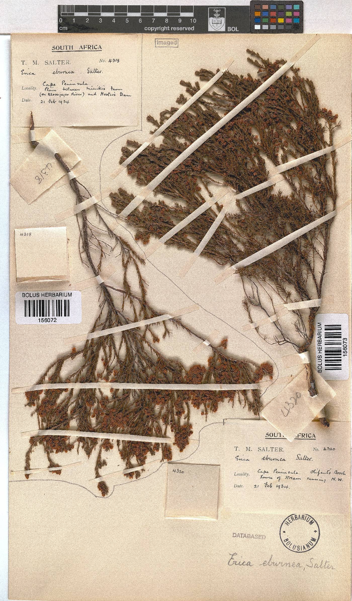 Erica eburnea image