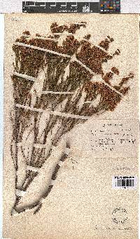 Erica capensis image