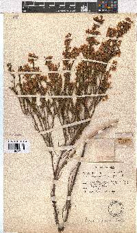 Erica capensis image