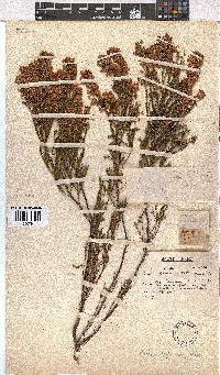 Erica capensis image