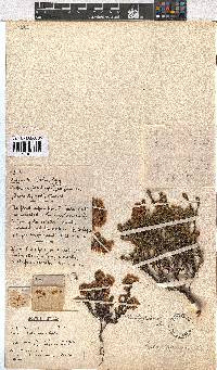 Erica capensis image