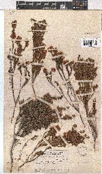 Erica capensis image