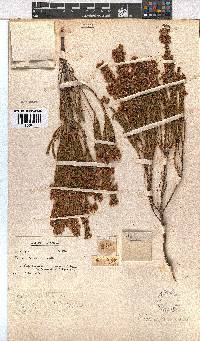 Erica capensis image