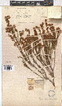 Erica capensis image