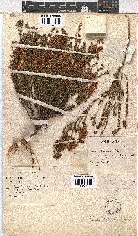 Erica capensis image