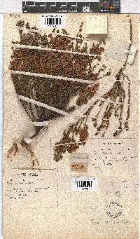 Erica capensis image