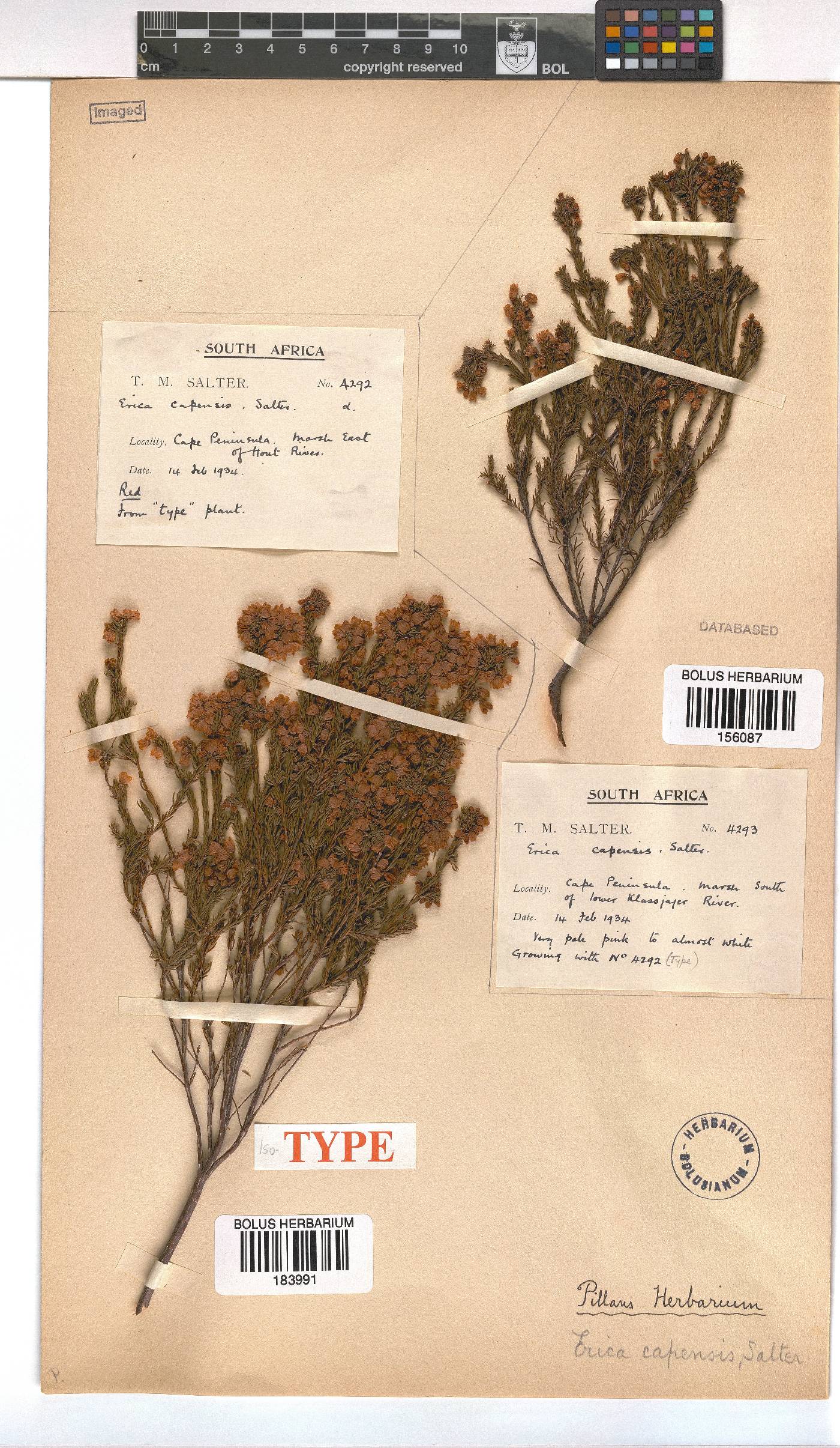 Erica capensis image