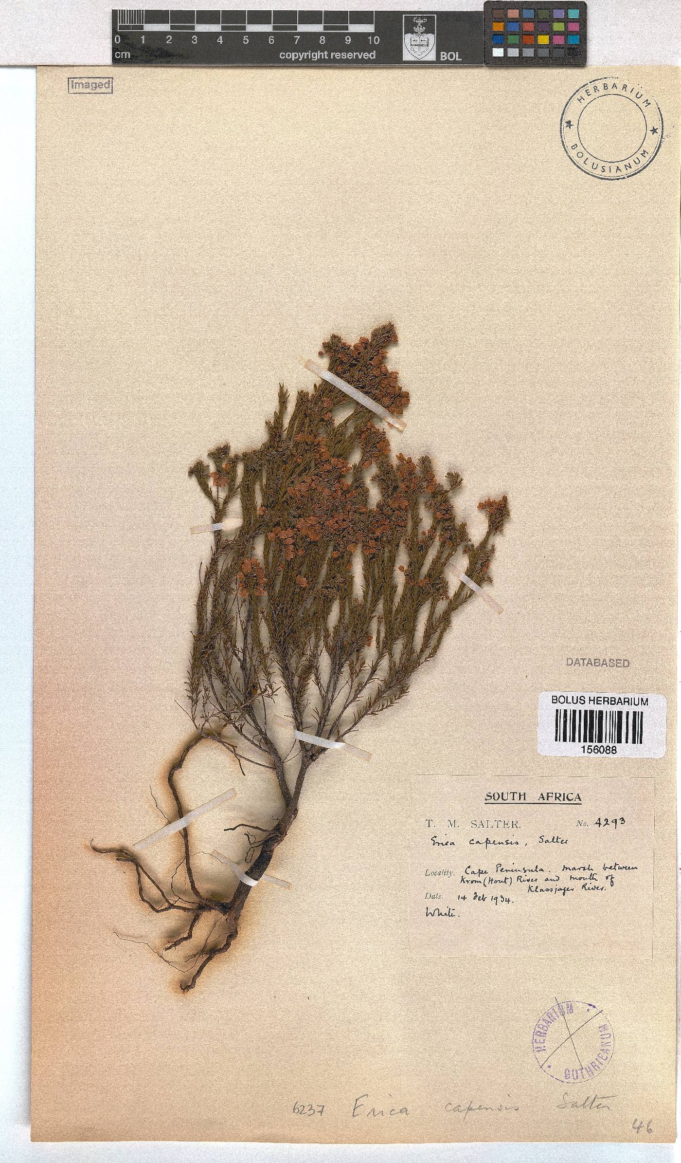 Erica capensis image
