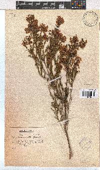 Erica capensis image