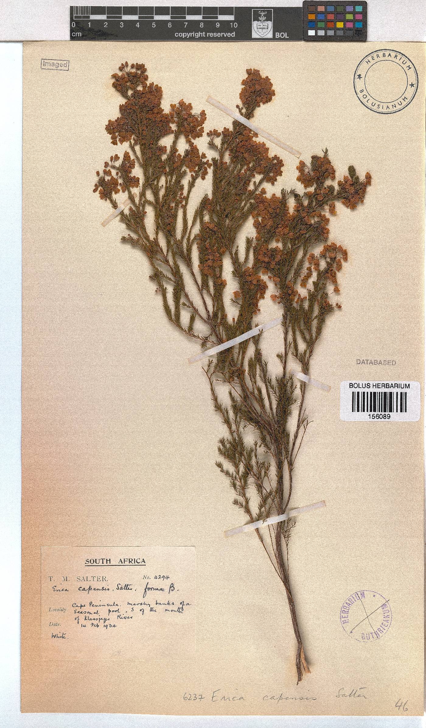 Erica capensis image