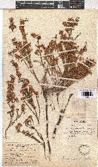 Erica capensis image