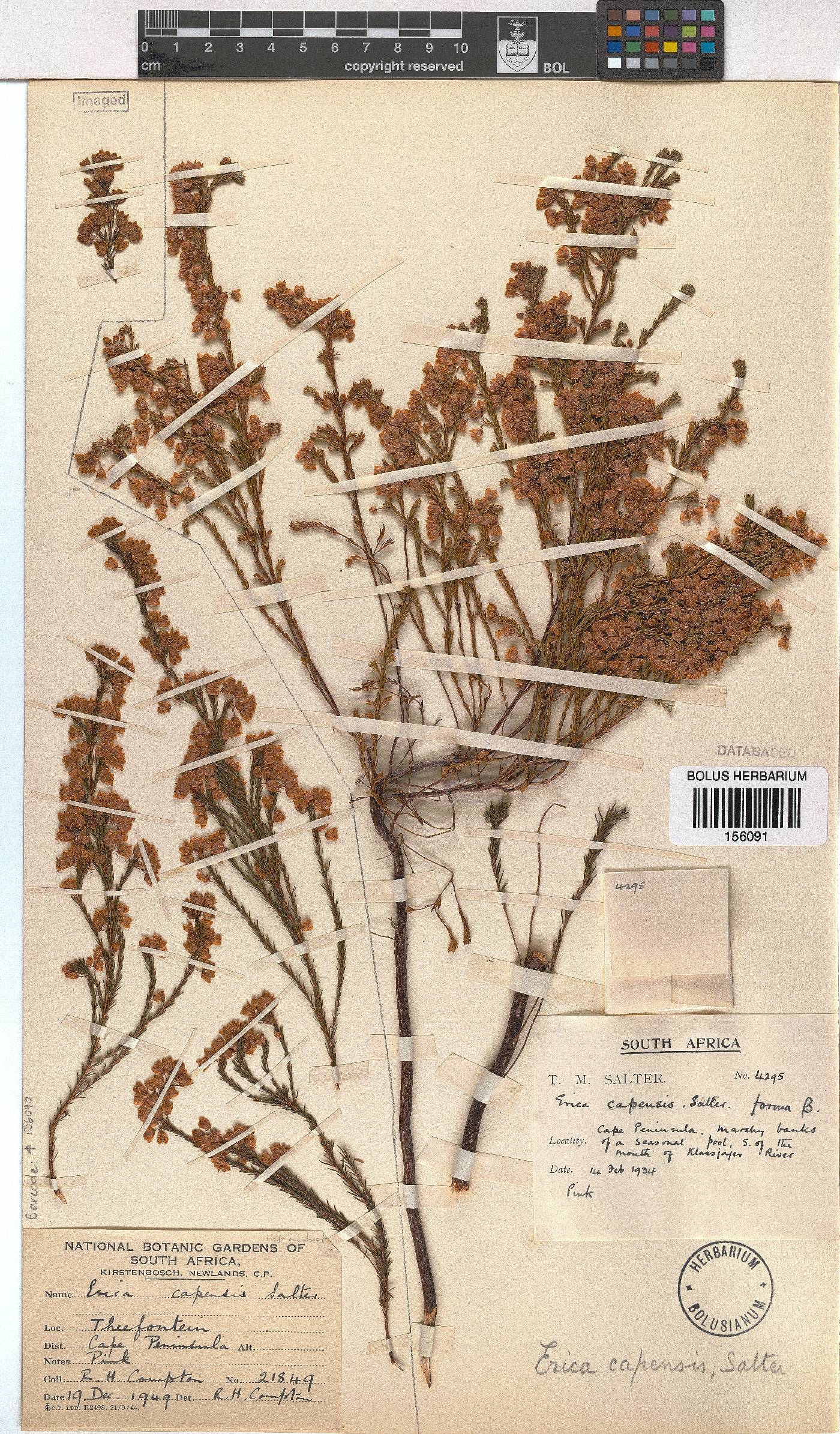 Erica capensis image