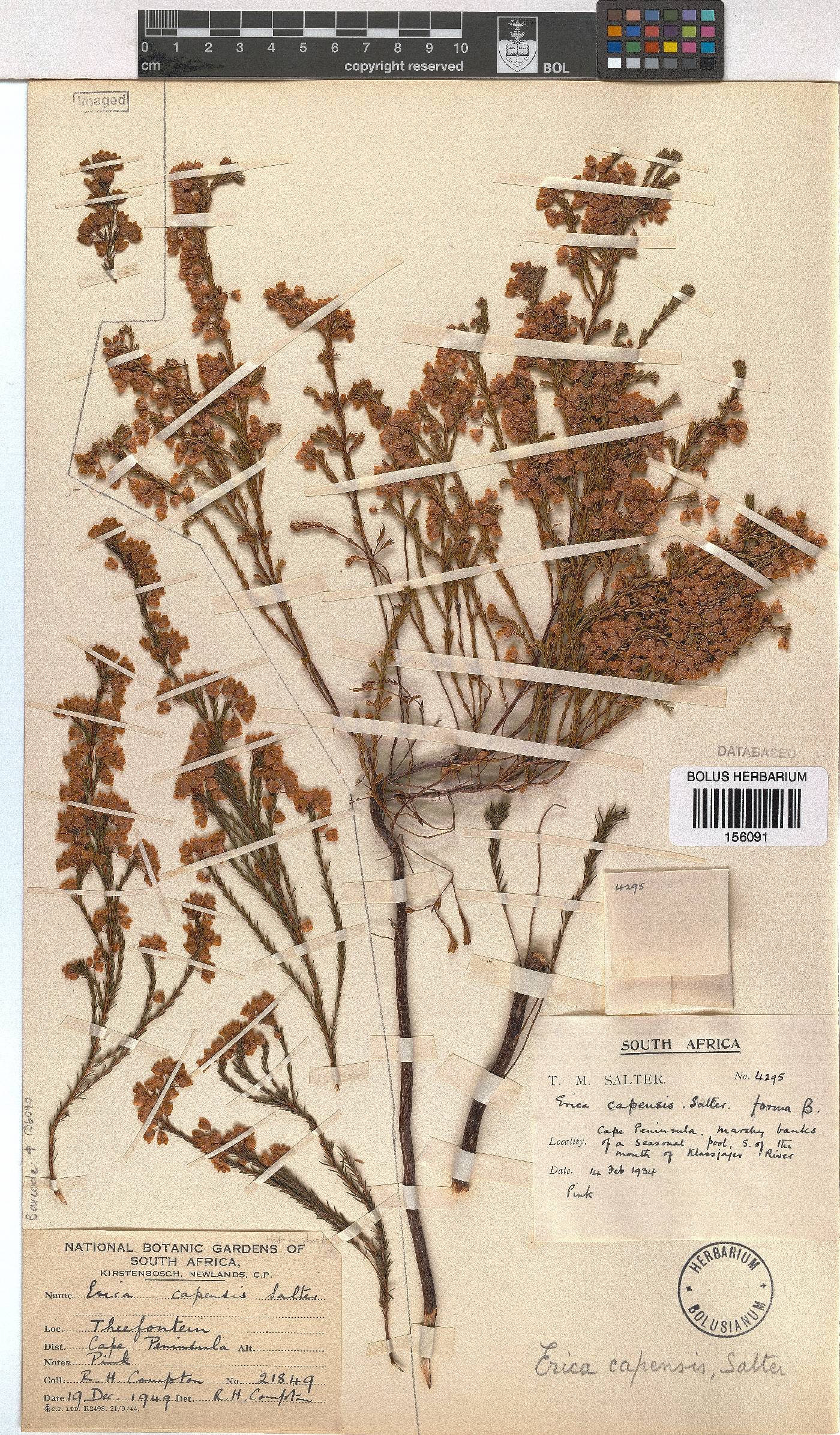 Erica capensis image