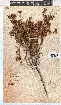 Erica capensis image