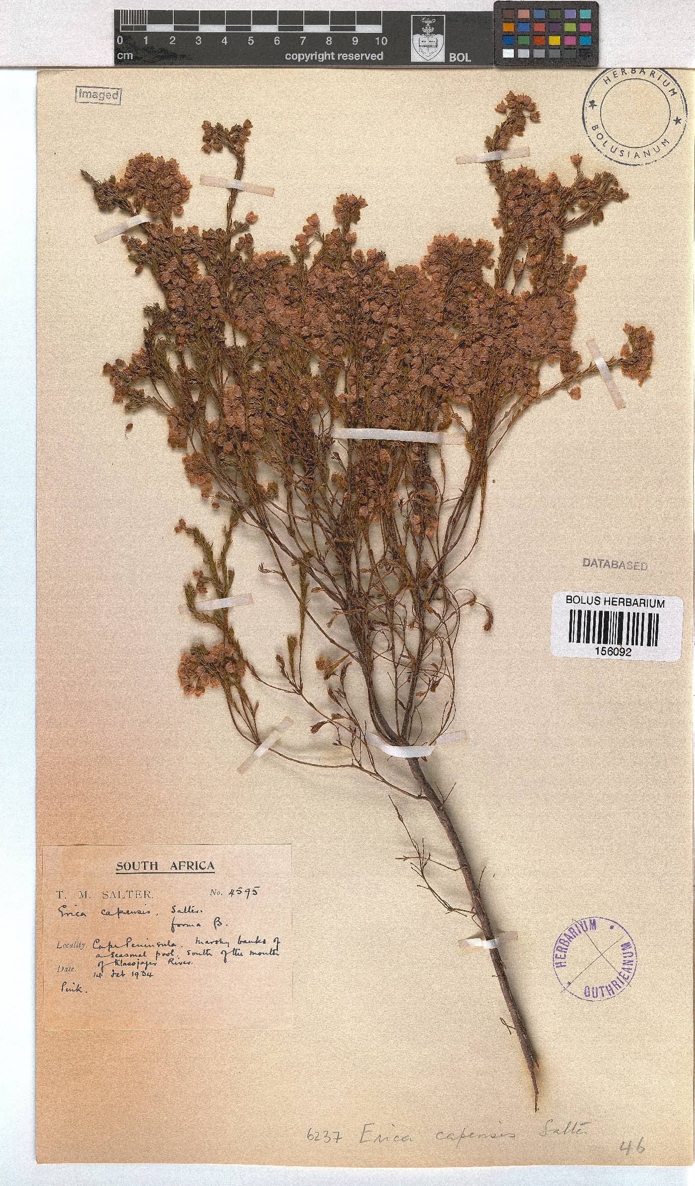 Erica capensis image