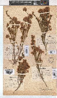 Erica capensis image