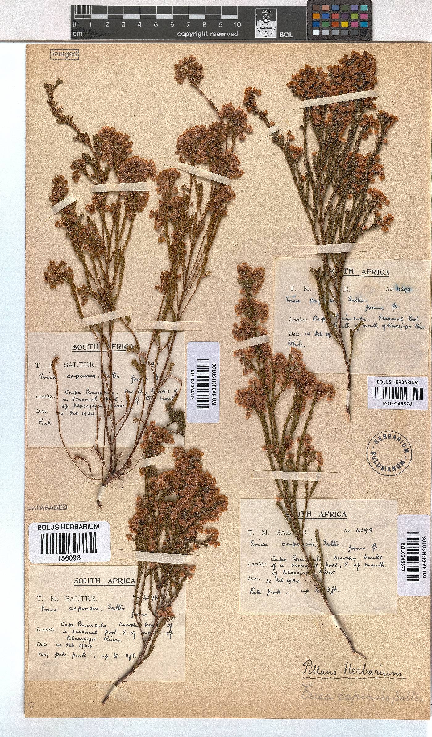 Erica capensis image