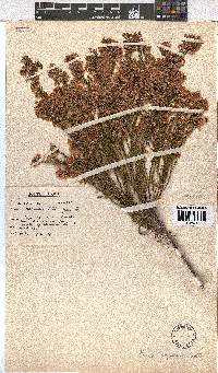 Erica capensis image