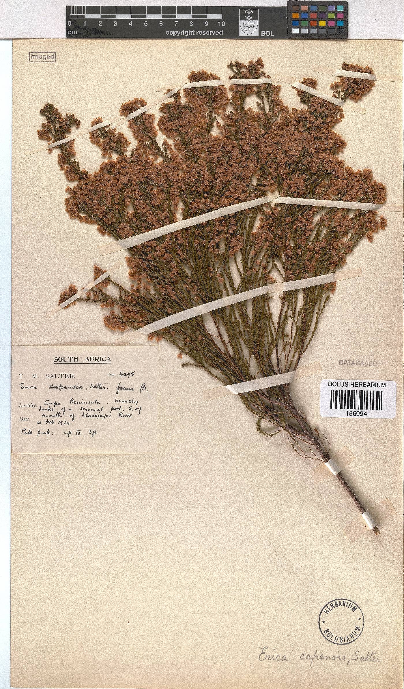Erica capensis image