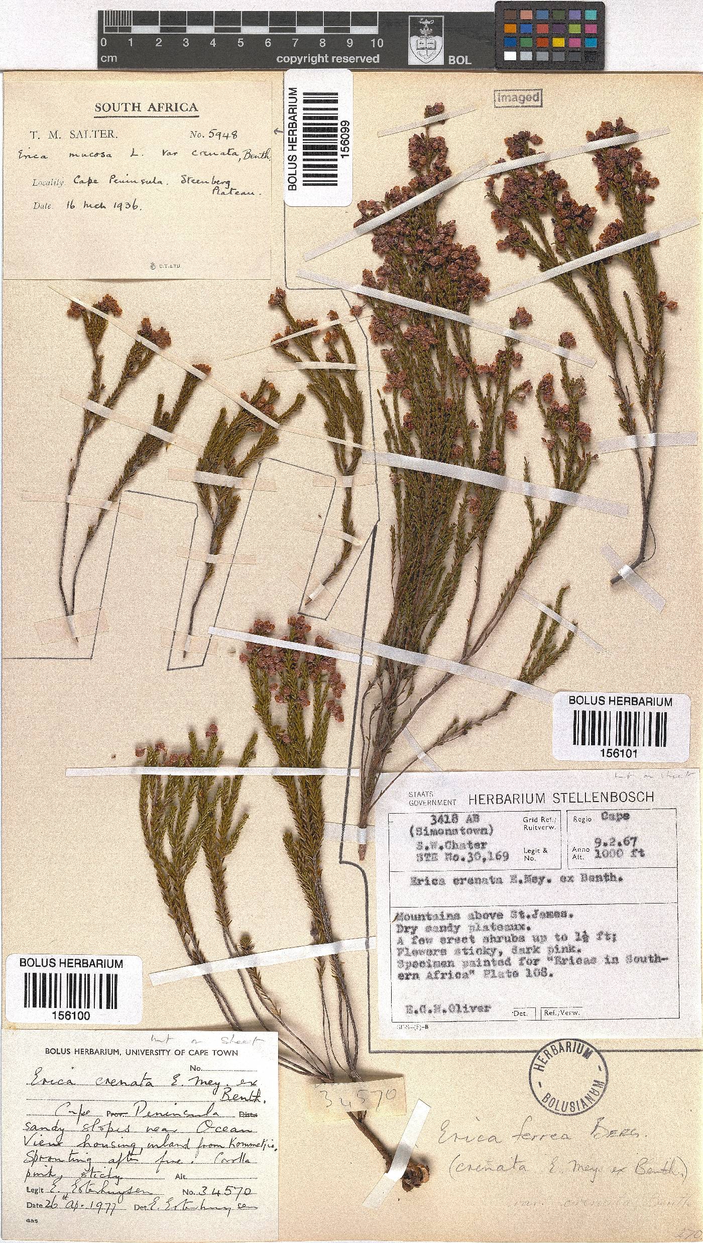 Erica ferrea image