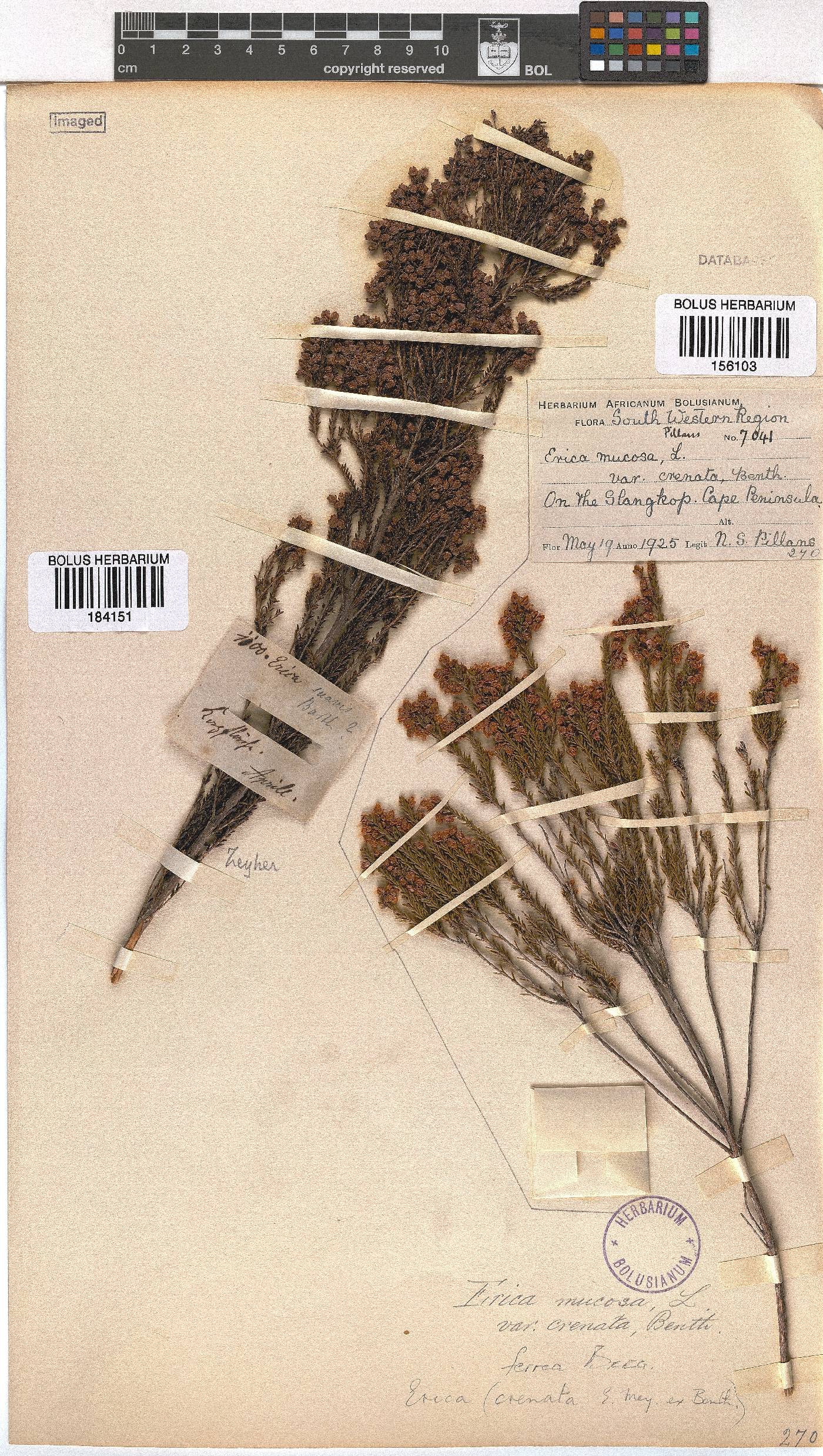 Erica ferrea image