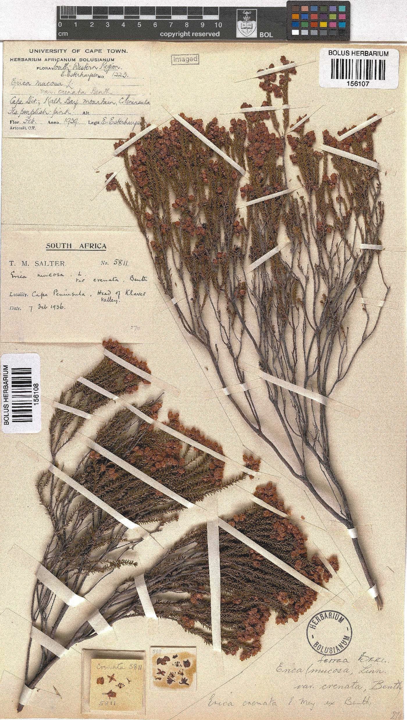 Erica ferrea image