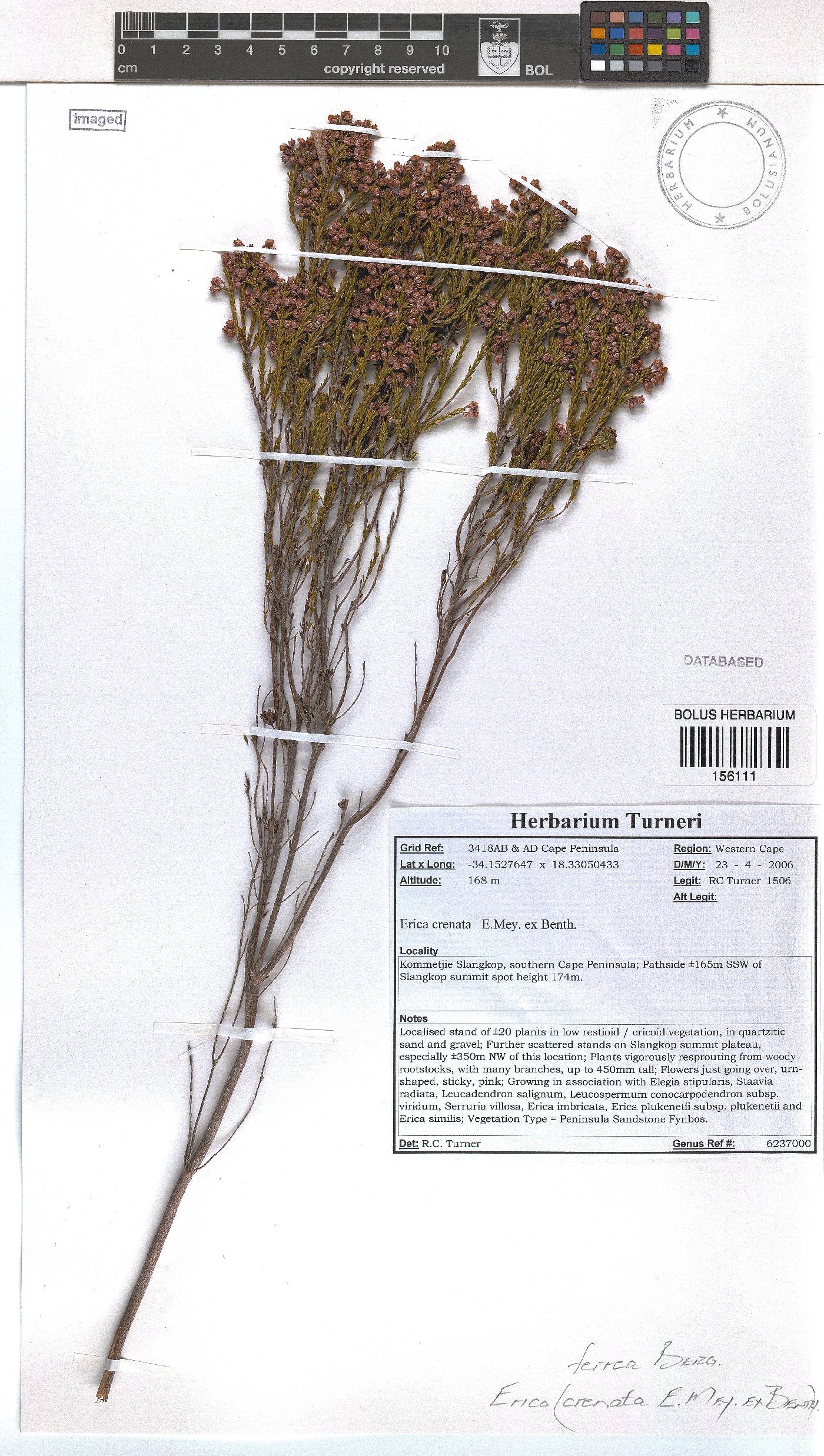 Erica ferrea image