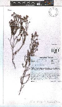 Erica clavisepala image